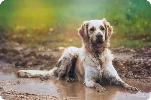 Olor a mascota