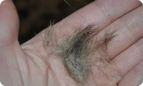 Pelo en tu hogar